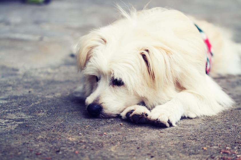 Como-combatir-la-ansiedad-por-separacion-de-nuestra-mascota