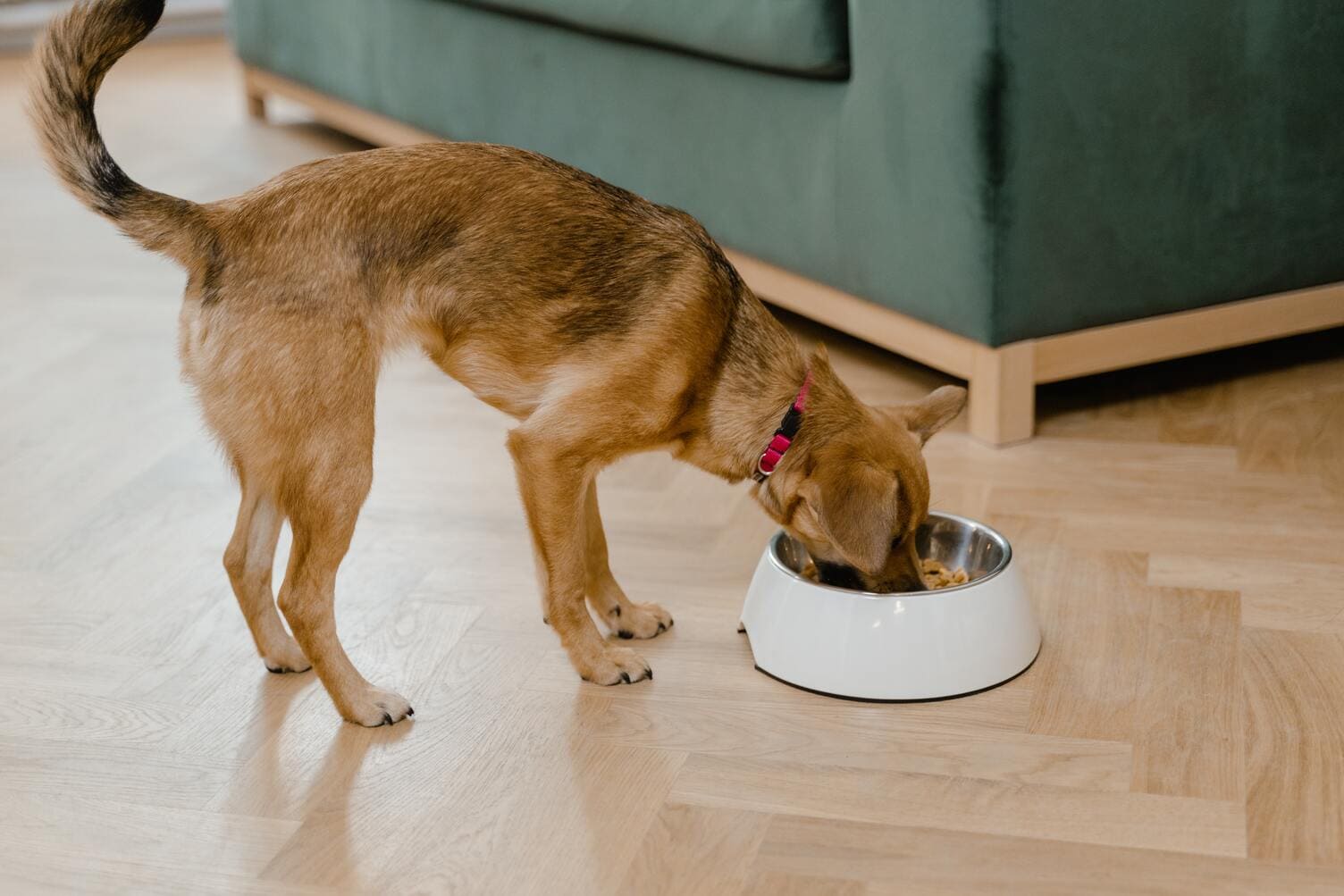 Como-empezar-una-dieta-monoproteica-para-mi-mascota