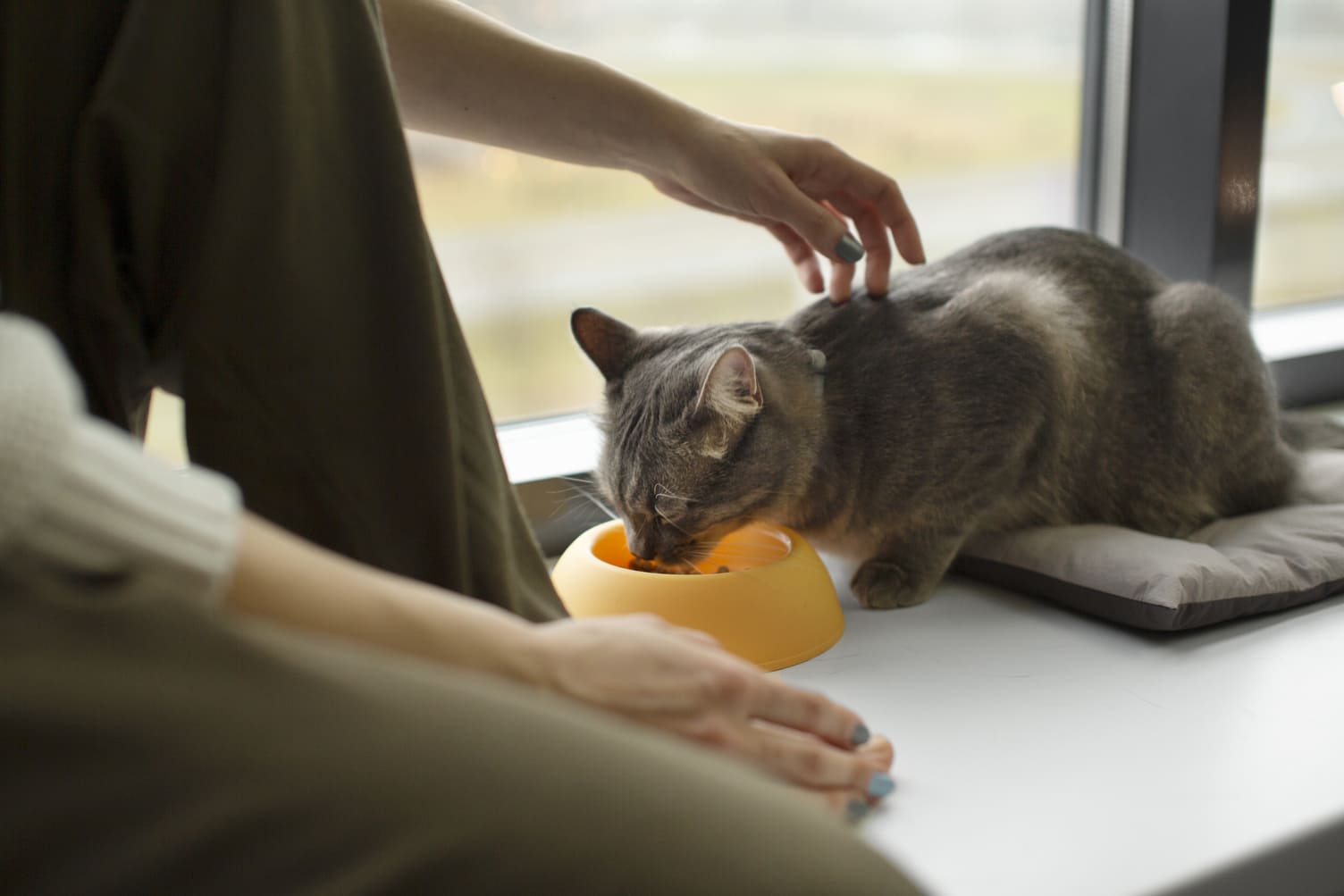 Por-que-alimentar-a-tu-gato-con-pienso-de-alta-calidad