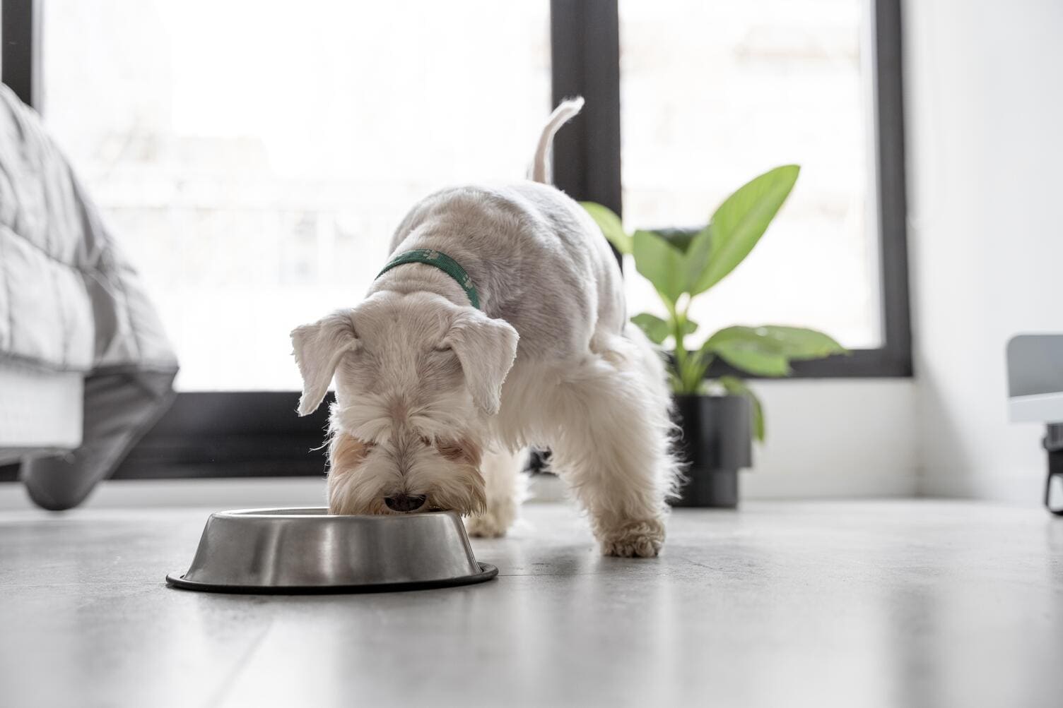 Por-que-alimentar-a-tu-perro-con-pienso-de-alta-calidad