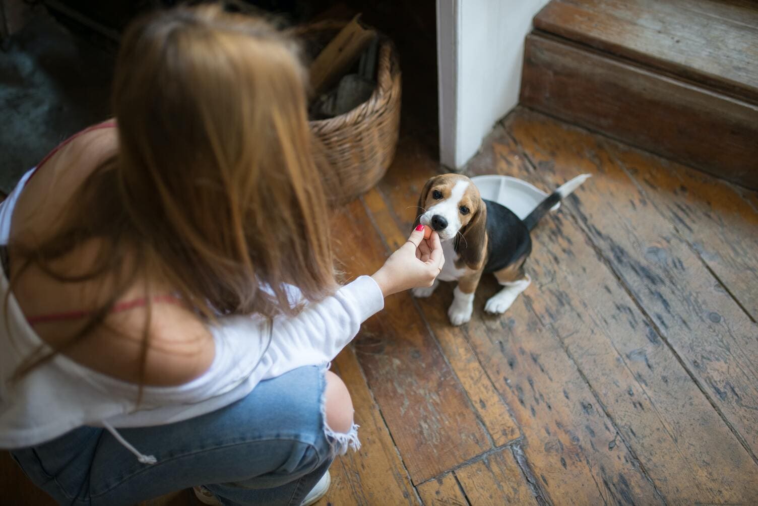 Tips-para-una-correcta-alimentacion-de-un-cachorro