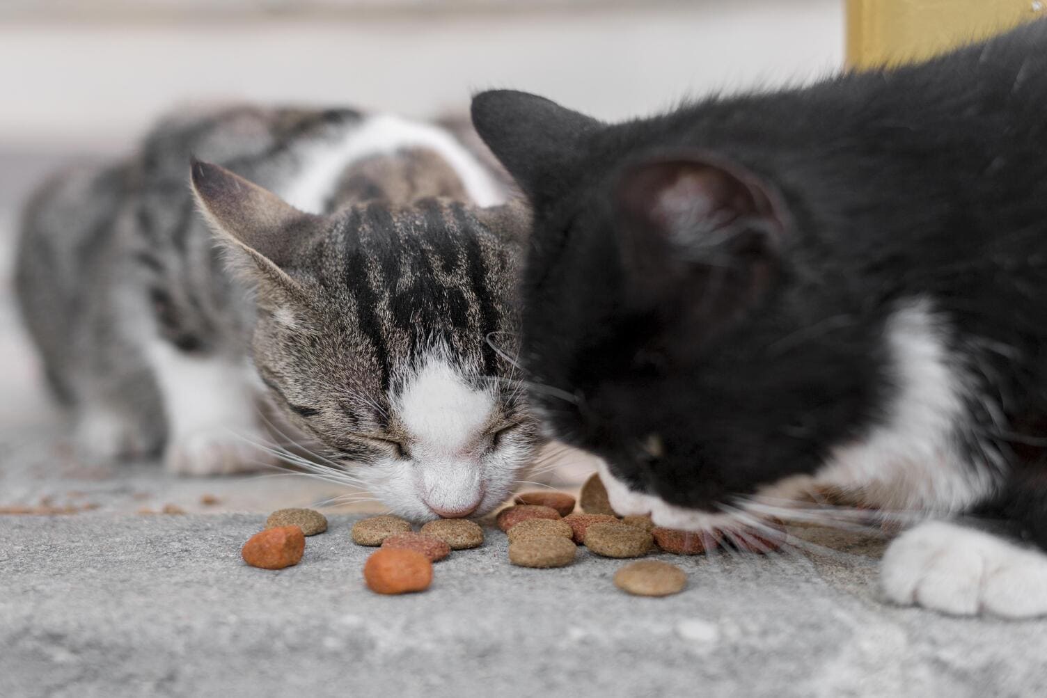 Alimentacion natural para perros y gatos Guia para principiantes