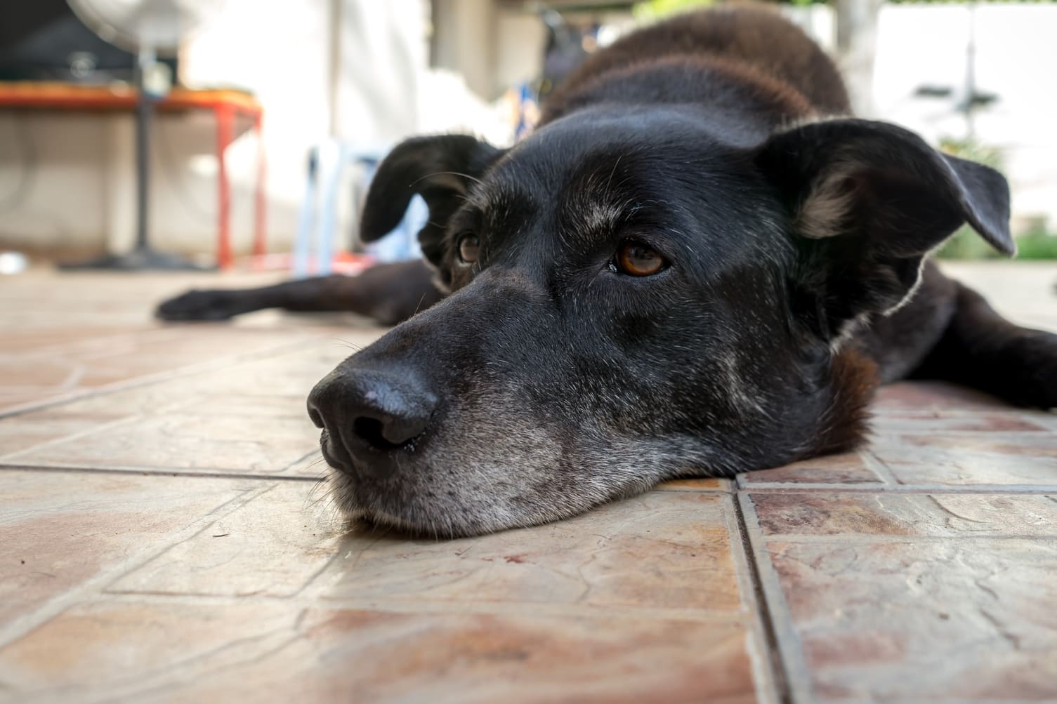 Alimentacion-para-un-perro-con-insuficiencia-renal