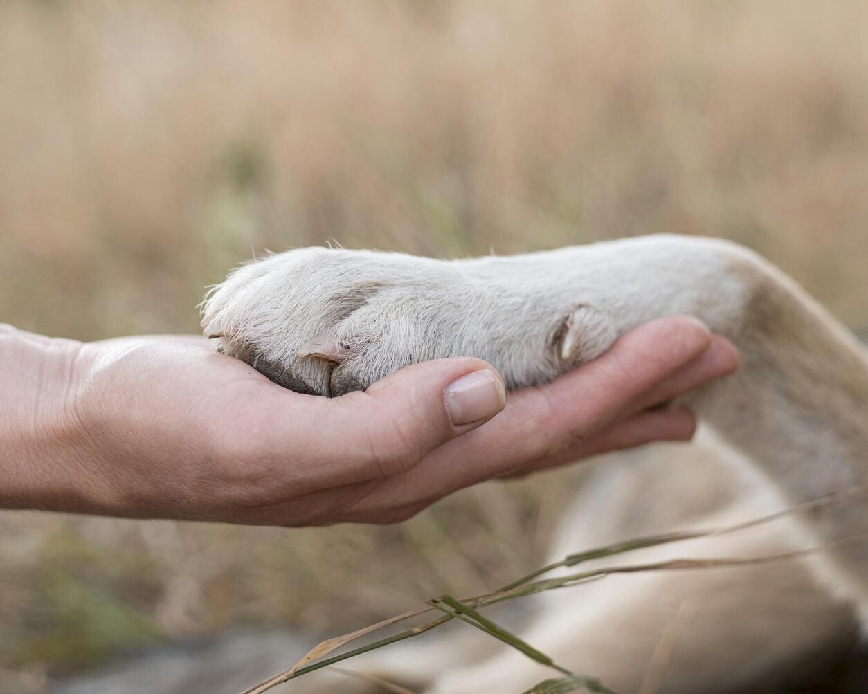 Trayectoria-y-valor-diferencial-en-la-alimentacion-para-mascotas