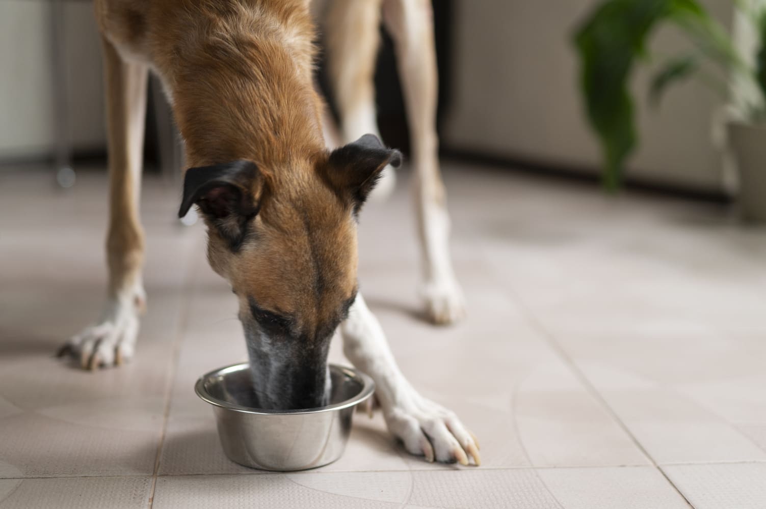 Alimento-para-perros-de-cordero-y-arroz