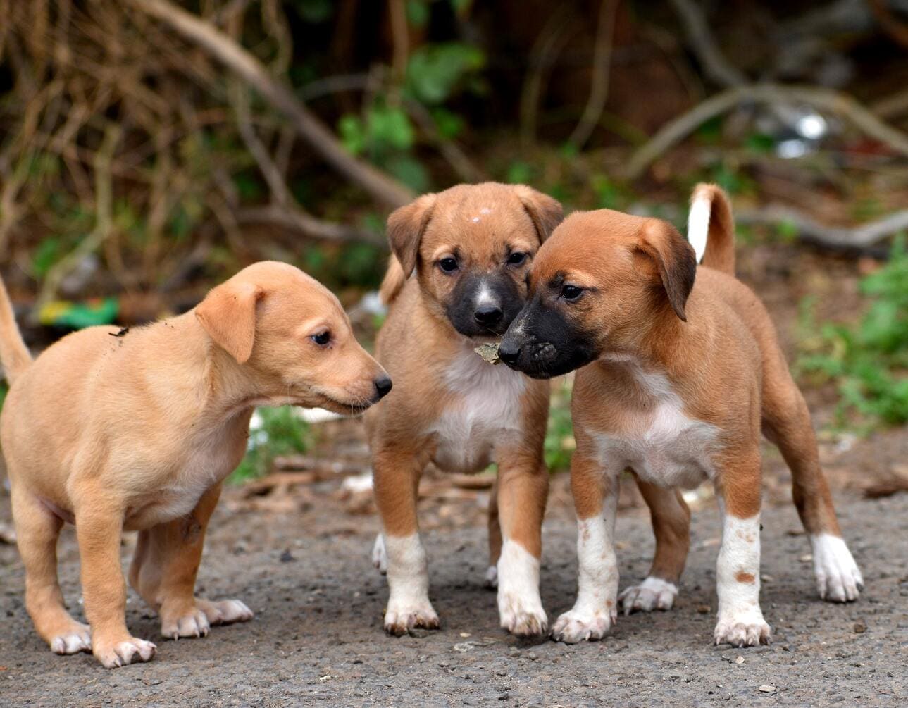 Comida-de-perro-italiana-para-cachorros