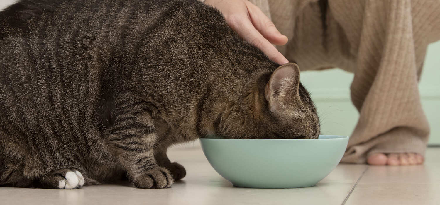 Menú-de-calidad-para-gatos-con-problemas-gastrointestinales