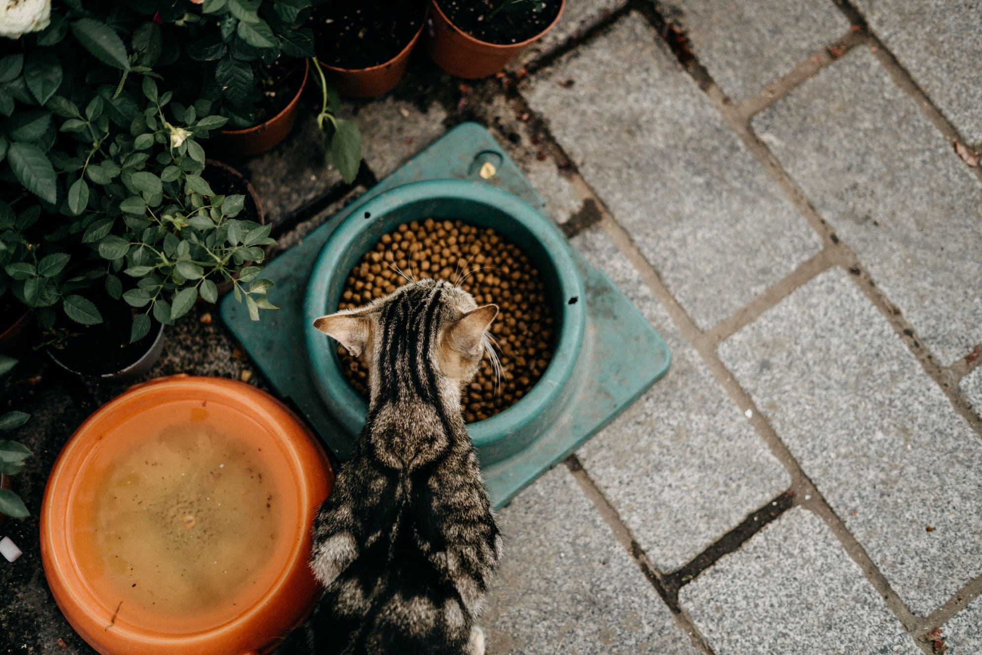 Los Mejores Piensos Sin Cereales para Gatos