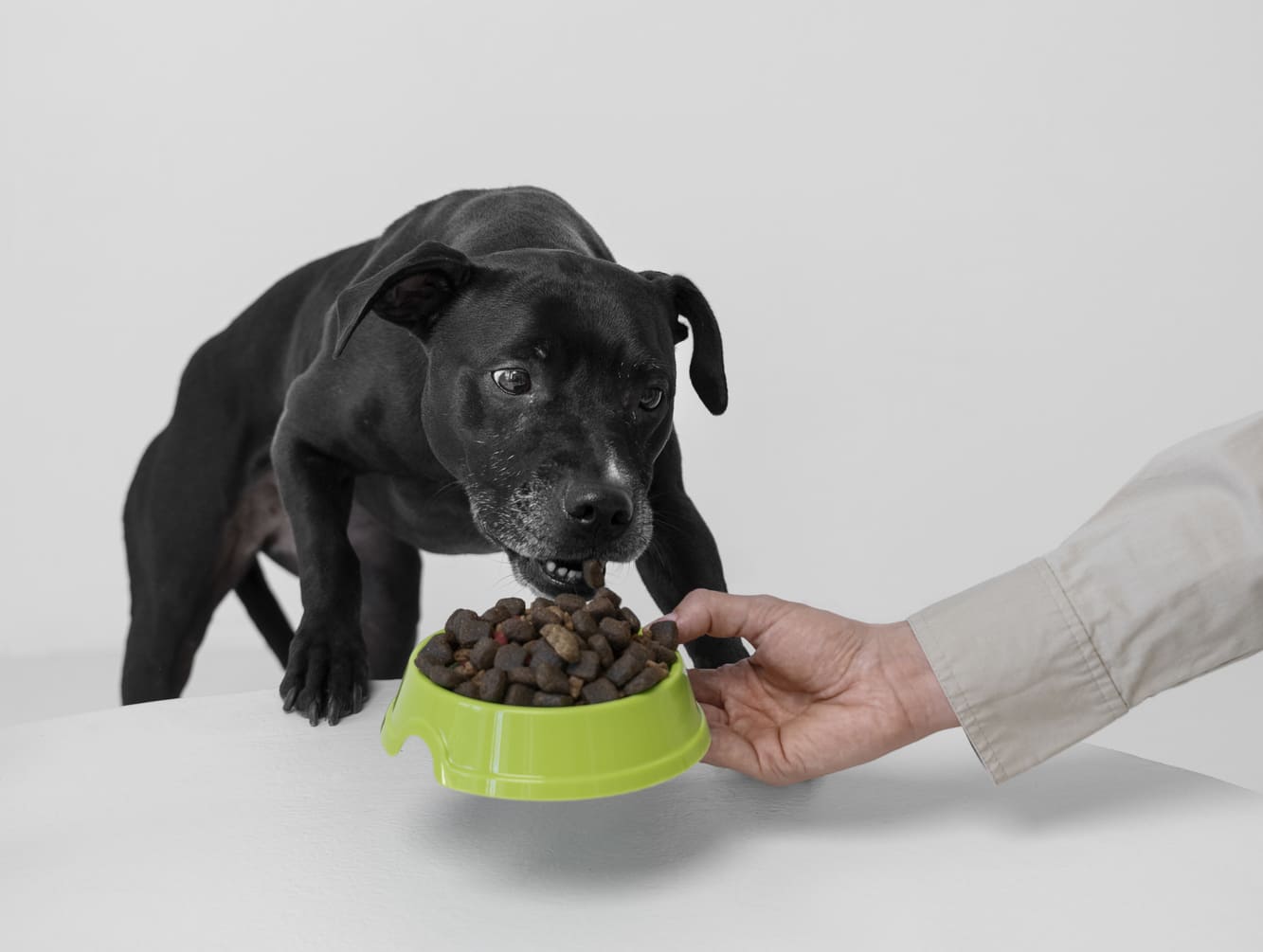 Los mejores piensos sin cereales para perros