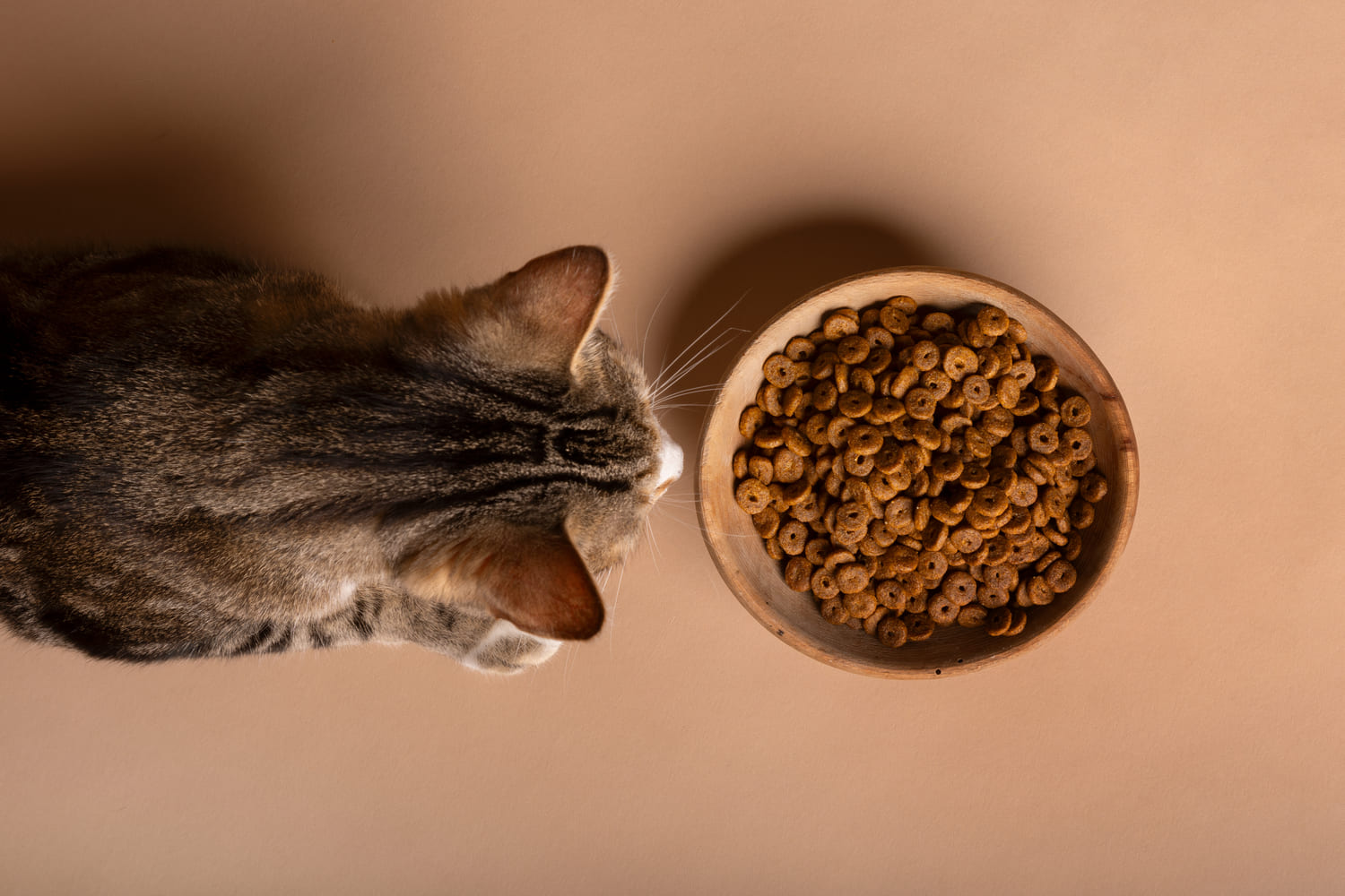 Descubre el mejor pienso para gato sin cereales