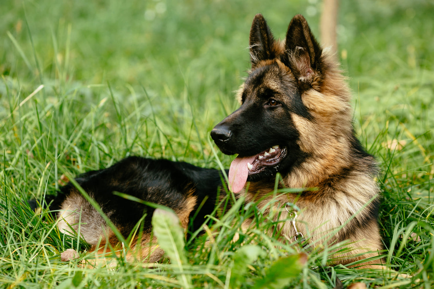 Descubre el mejor pienso para perro sin cereales