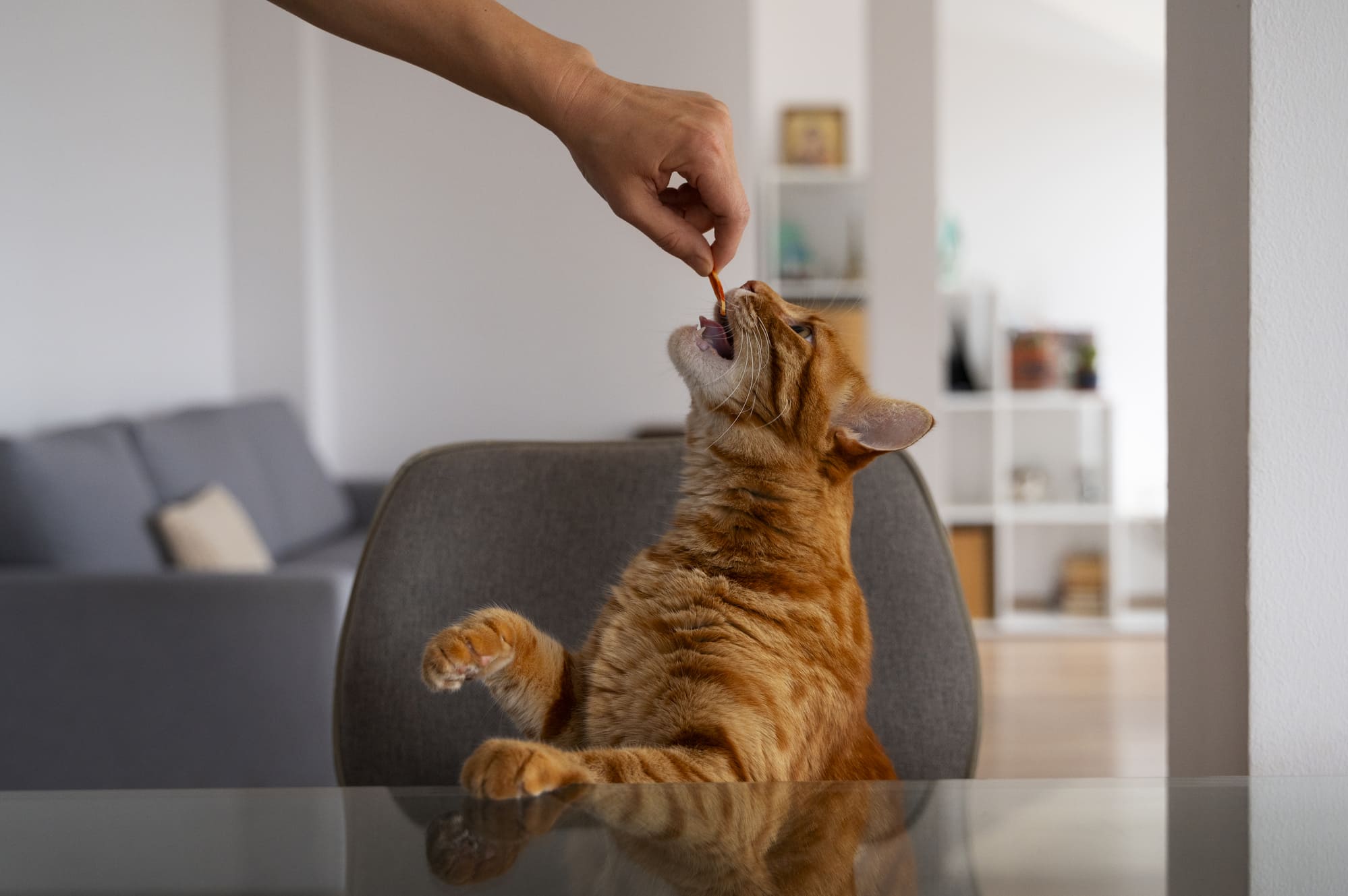 Snacks sin cereales para gatos